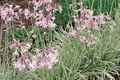 Variegated Society Garlic Live Plant (Silver Lace) 4-Inch Pot – Tulbaghia violacea