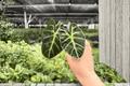 Alocasia Balloon Heart Starter Plants - 2 in Soil Pods (Unpotted)