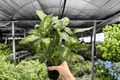 Dieffenbachia Compacta - 2 Live Plants in 4-Inch Pots (Potted)