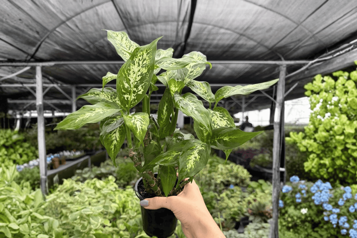 Dieffenbachia Compacta - 2 Live Plants in 4-Inch Pots (Potted)