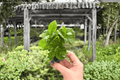 Arabica Coffee Plant Starter 2-Pack (Coffea arabica) Bare Root - 2" Pots