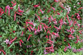 Starfire Pink Cigar Plant Cuphea ‘Starfire Pink’ – 1 Live Plant, 4-Inch Pot