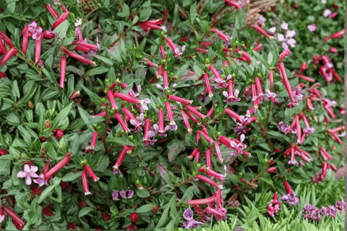 Starfire Pink Cigar Plant Cuphea ‘Starfire Pink’ – 1 Live Plant, 4-Inch Pot
