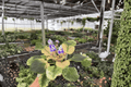 Harmony’s Purple Passion African Violet — 2 Live 4-Inch Pots (Streptocarpus ionanthus Cultivar)