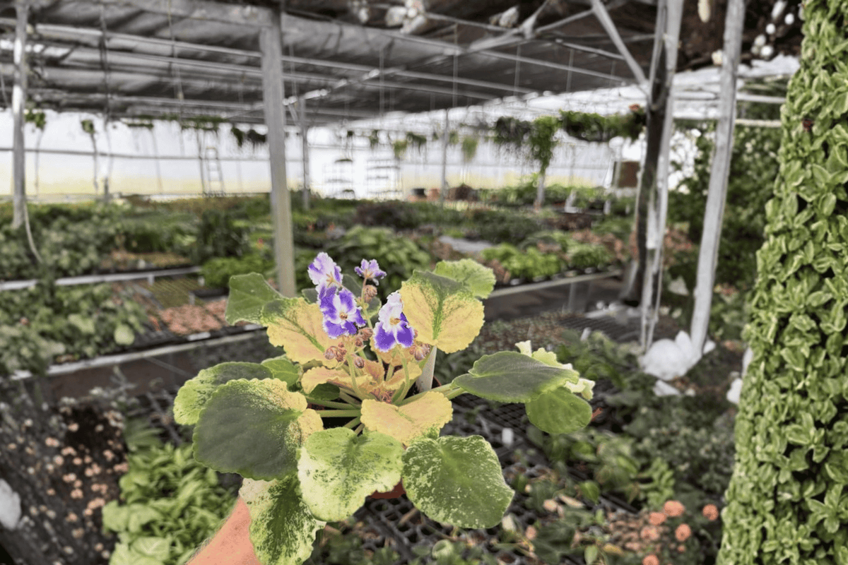 Harmony’s Purple Passion African Violet — 2 Live 4-Inch Pots (Streptocarpus ionanthus Cultivar)