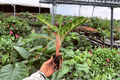 Aglaonema Sparkling Sarah XL Starter Plants (2) - No Pots Included