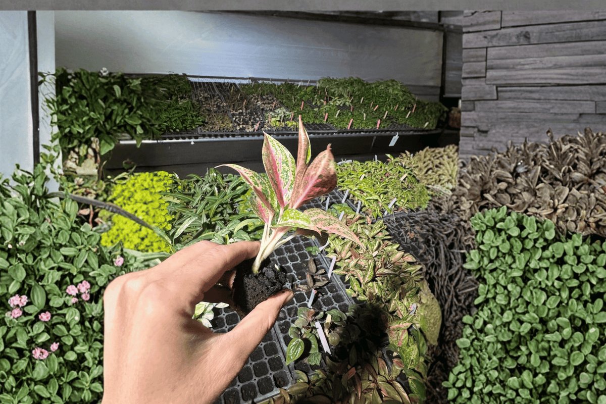Aglaonema Star Shining Starter Plants | 2 Live Bare-Root Star Shining Chinese Evergreen