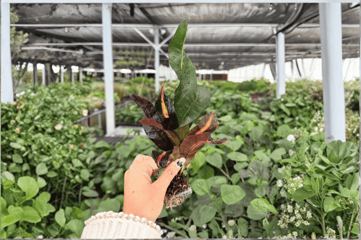 Mammy Croton Codiaeum variegatum ‘Mammy’ - 2 Starter Live Plants (Exact Plants Pictured)