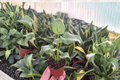 Philodendron Xanadu Starter Plants (Thaumatophyllum xanadu) — 2-Pack, 2-Inch Pots