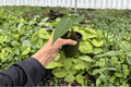 Anthurium Subsignatum × D.P. Live Plants (2) in 4-Inch Pots | Exact Plants Pictured