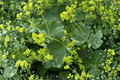 Thriller Lady’s Mantle Alchemilla mollis ‘Thriller’ - 4-Inch Live Plant