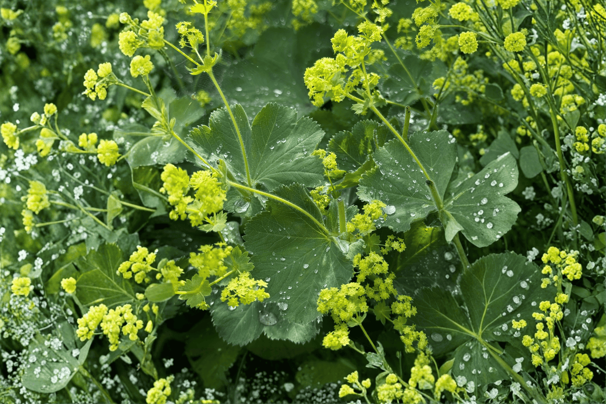 Thriller Lady’s Mantle Alchemilla mollis ‘Thriller’ - 4-Inch Live Plant
