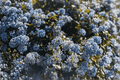 Ceanothus gloriosus 'Anchor Bay' Point Reyes Wild Lilac - 4-Inch Live Plant