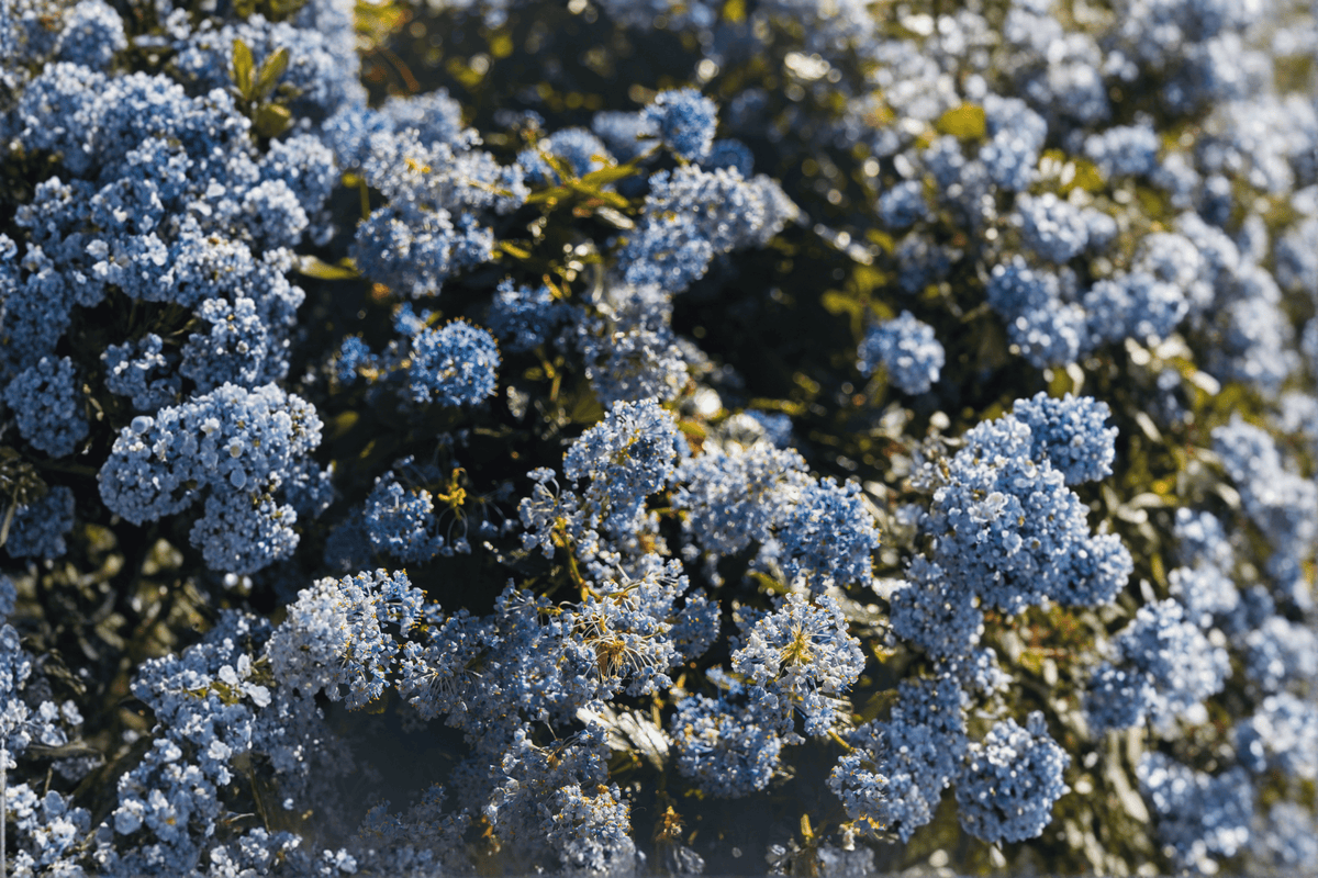 Ceanothus gloriosus 'Anchor Bay' Point Reyes Wild Lilac - 4-Inch Live Plant
