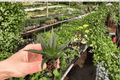 Haworthia herbacea Starter Plants (2) Bare Root Succulents