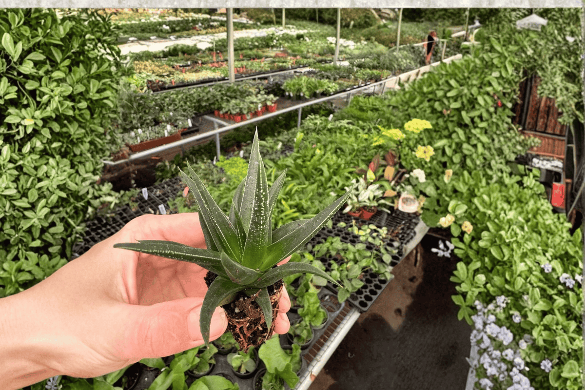 Haworthia herbacea Starter Plants (2) Bare Root Succulents