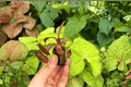 Nepenthes Rebecca Soper Tropical Pitcher Plant - 2 Exact Live Starter Plants