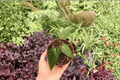 Anthurium FS x Blue Papi Live Plants - 2 Potted Anthurium FS x Blue Papi (4" pot) - Bare-Root/Bare Pot Shipping Confusion