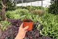 Peperomia maculosa - 2 Exact Plants in 4-Inch Pots
