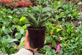 Sansevieria Hybrida Tiger - 2 Live Plants in 4-Inch Pots (Exact Plants Shipped)