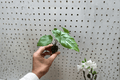Alocasia 'Corazon' Starter Plants – 2 Bare Root | Tropical Rhizomatous Houseplant