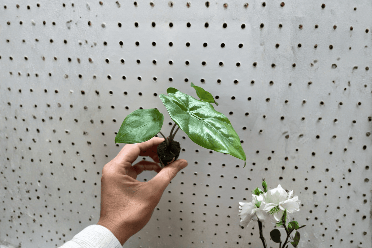 Alocasia 'Corazon' Starter Plants – 2 Bare Root | Tropical Rhizomatous Houseplant