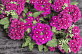 Vanessa Magenta Garden Verbena Live Plant - 4-Inch Pot (Verbena × hortensis 'Vanessa Magenta')