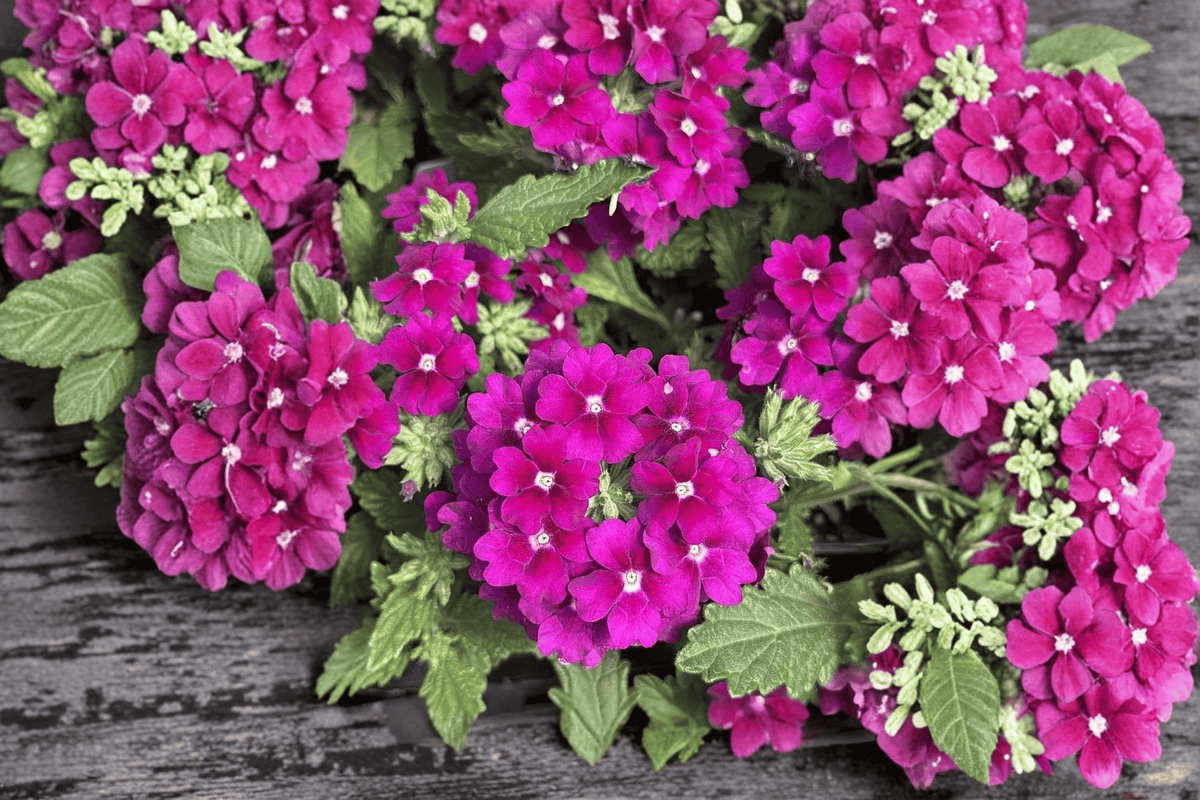 Vanessa Magenta Garden Verbena Live Plant - 4-Inch Pot (Verbena × hortensis 'Vanessa Magenta')