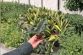 Alocasia Dragon’s Tooth Starter Plants - 2 Live Plants, Bare Root (Alocasia longiloba)