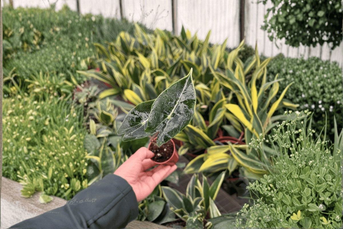 Alocasia Dragon’s Tooth Starter Plants - 2 Live Plants, Bare Root (Alocasia longiloba)