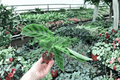 Calathea Zebrina (Goeppertia zebrina) - 2 Starter Plants in 2-Inch Pots