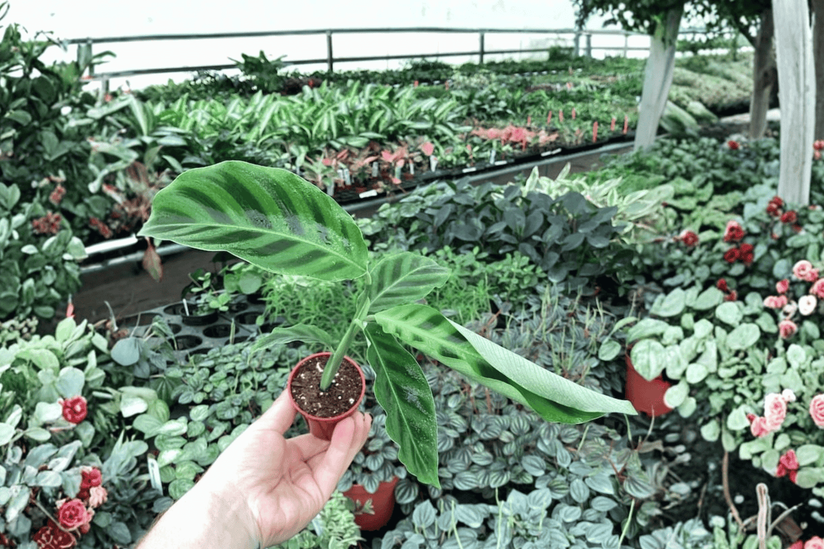 Calathea Zebrina (Goeppertia zebrina) - 2 Starter Plants in 2-Inch Pots