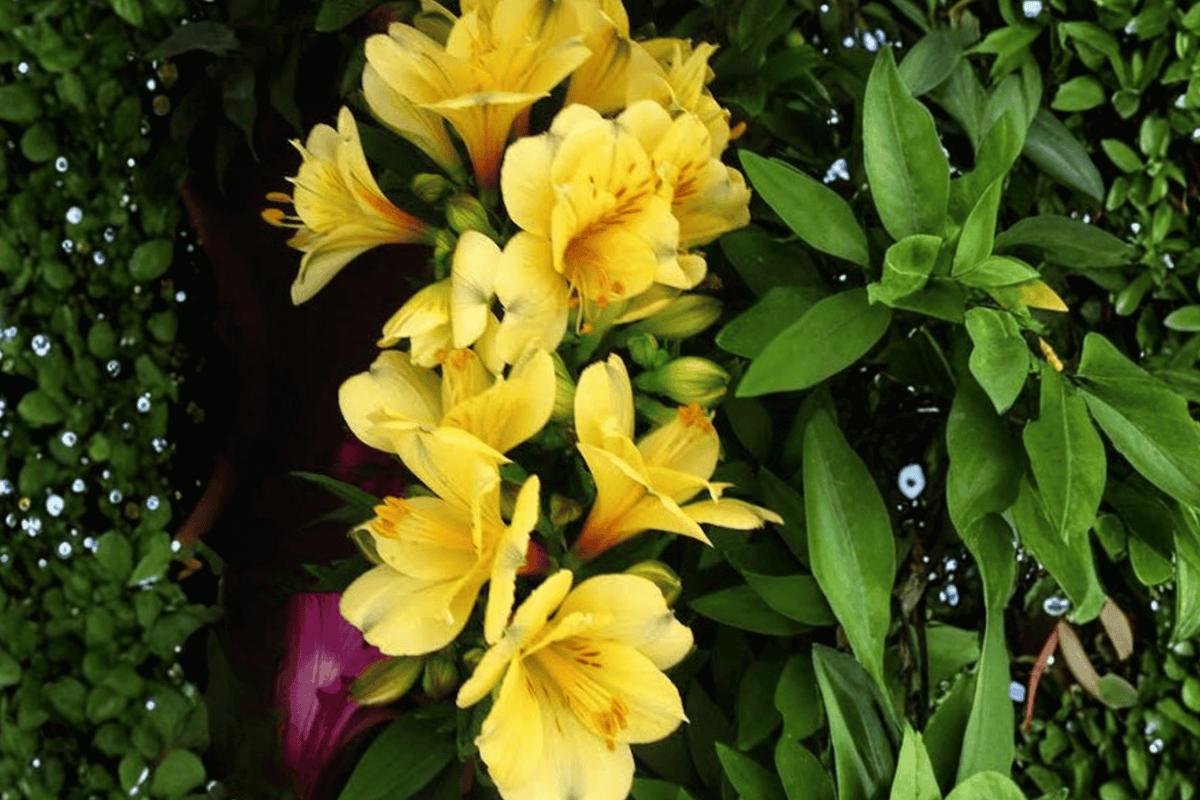 Princess Lisa Princess Lily Alstroemeria (1 Gallon) | Yellow Flowers