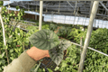 Alocasia Nebula Imperialis Starter Plants (2) – 2-inch Pots