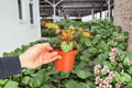 Harmony’s Reign of Fire Begonia - 2 Exact Live Plants in 4" Pots