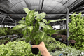 Dieffenbachia Compacta Live Plants (2) in 4-Inch Pots | Exact Plants Pictured