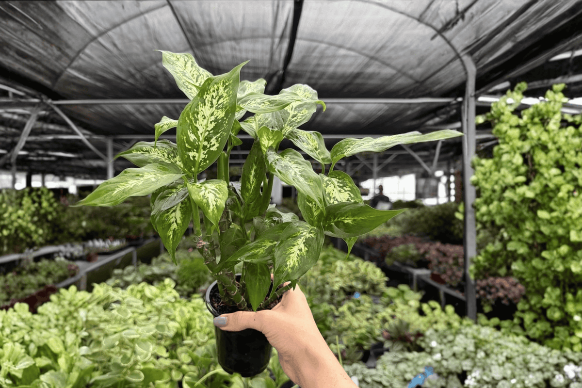 Dieffenbachia Compacta Live Plants (2) in 4-Inch Pots | Exact Plants Pictured