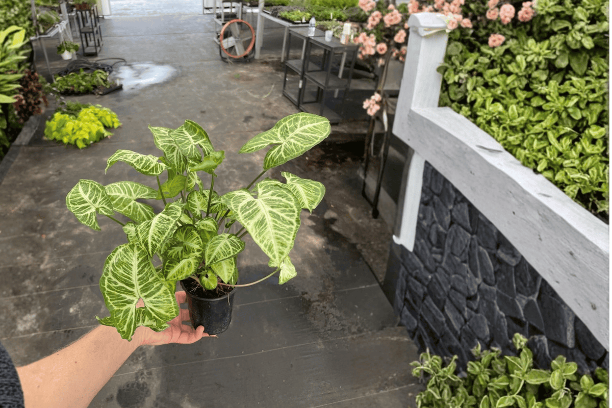 Syngonium Glo Go Podophyllum - 2 Live Bare Root Plants, 4-Inch Pot Size (Glo Go) - Syngonium podophyllum