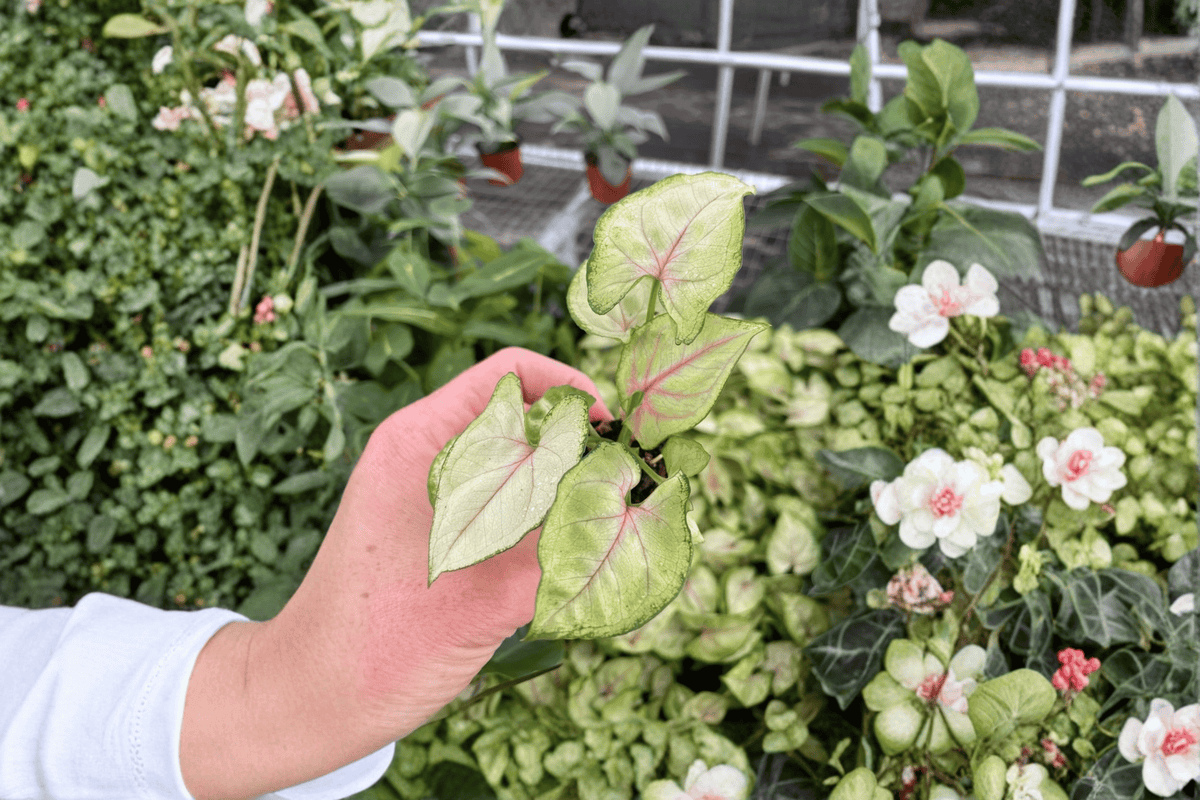 Syngonium Bright Allusion Starter Plants - 2 Live Starter Plants
