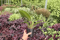 Philodendron Pluto “Choco Empress” — 2 Bare-Root Live Plants, 4-Inch Pot Size