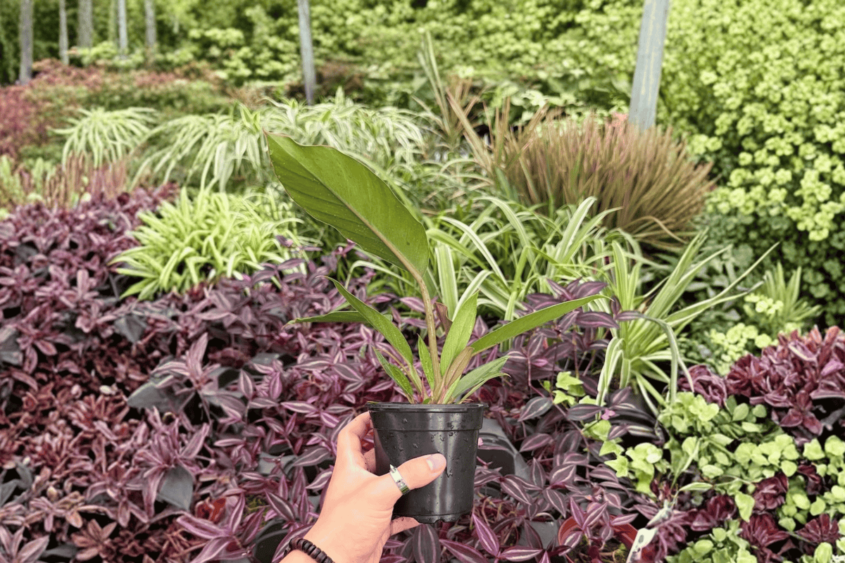 Philodendron Pluto “Choco Empress” — 2 Bare-Root Live Plants, 4-Inch Pot Size