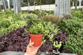 Hoya bilobata - 2 Exact Live Plants in 4-Inch Pots