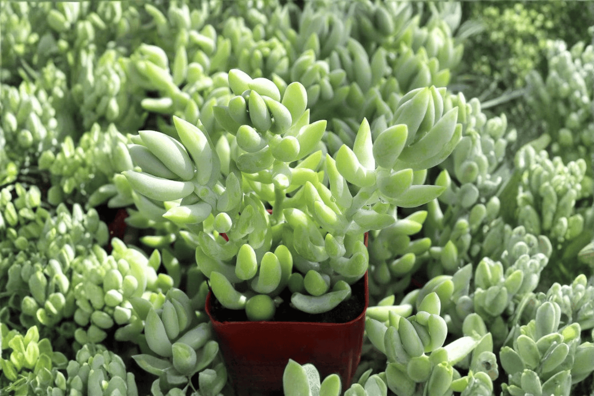 Burro's Tail Sedum morganianum - 1 Live Plant in 4-Inch Pot