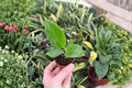 Philodendron Thai Congo Starter Plants — 2-Pot Size (2 in) | Live Starter Philodendron Thai Congo