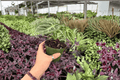Anthurium Dressleri x Dorayaki Live Plants - 2x 4-Inch Pots (Exact Plants)