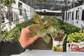 Wrangler's Spanish Cavalier African Violet Starter Plants (Streptocarpus ionanthus) - 2 Live Plants