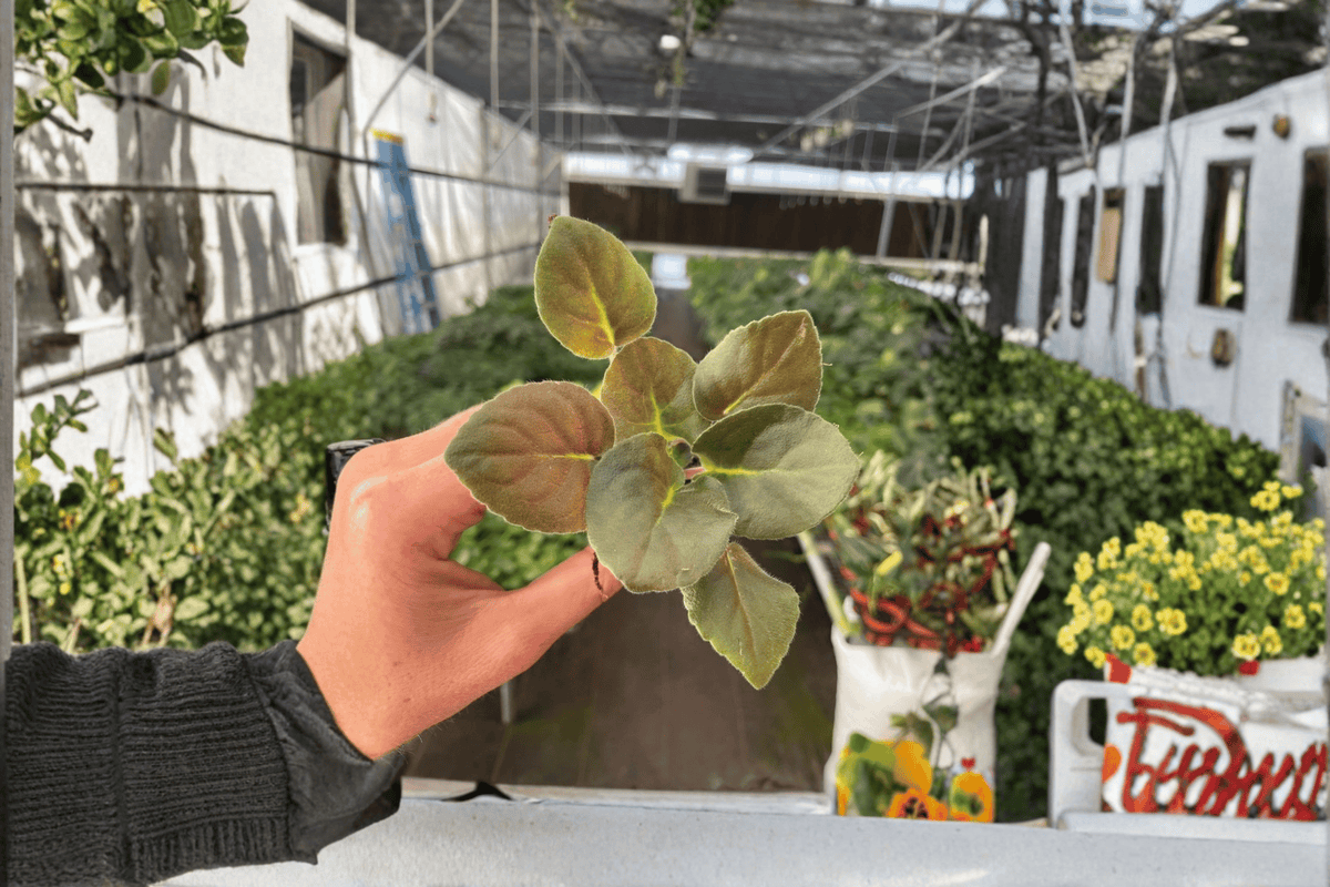 Wrangler's Spanish Cavalier African Violet Starter Plants (Streptocarpus ionanthus) - 2 Live Plants