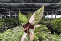 Philodendron Pink Naomi - 2 Live Plants, Exact Specimens in 4-Inch Pot (Shipping: Pot or Bare Root Conflicting)