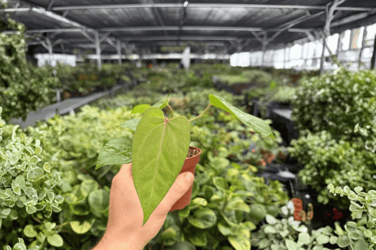 Anthurium Xone x Goliath Live Plants - 2 Exact 4-Inch Pots