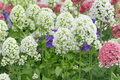 White Jupiter's Beard Centranthus ruber 'Albus' - 4-Inch Pot Live Plant